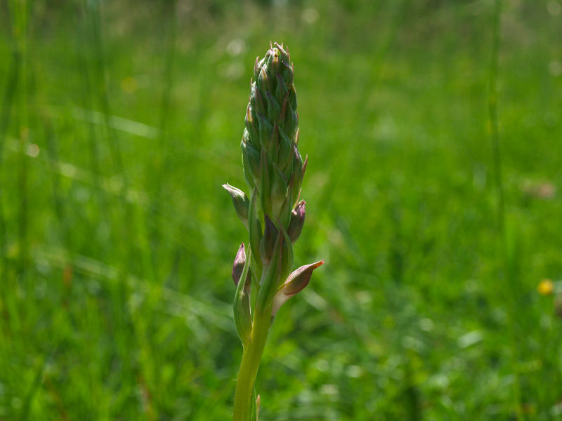 Anacamptis coriophora